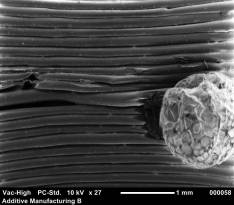 scanning electron micrograph 