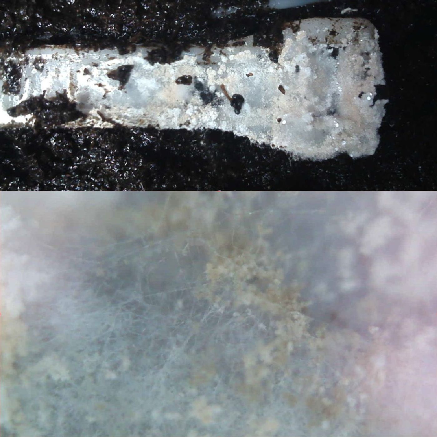 fungal growth on PCL cable tie