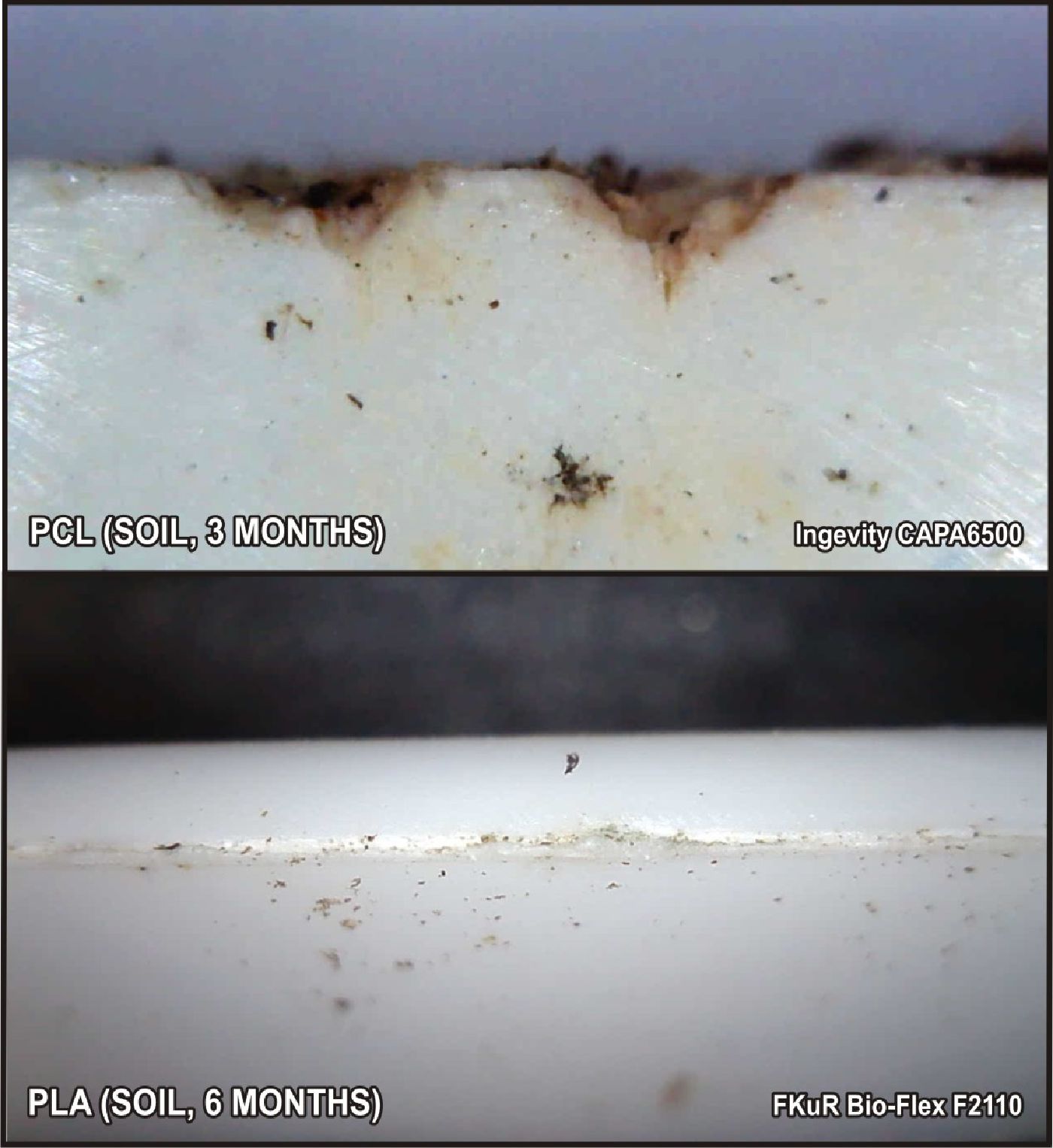 Polycaprolactone vs poly lactic acid degradation